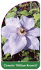 Clematis 'William Kennett'
