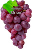 Winorośl Orion