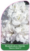 Rhododendron-Hybride 'Queen Anne's'