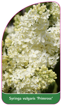 Syringa vulgaris 'Primrose'