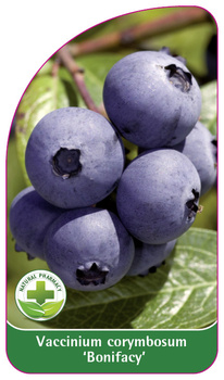 Vaccinium corymbosum 'Bonifacy'