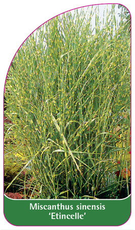 Miscanthus sinensis 'Etincelle'