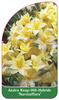 Azalea Knap-Hill-Hybride 'Narcissiflora'