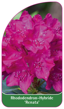 Rhododendron-Hybride 'Renata'