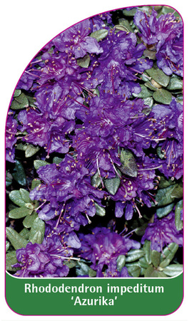 Rhododendron impeditum 'Azurika'