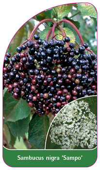 Sambucus nigra 'Sampo'