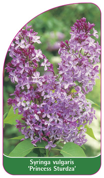 Syringa vulgaris 'Princess Sturdza'