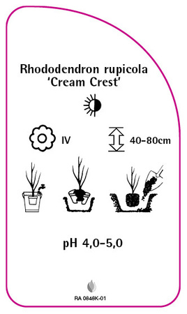Rhododendron rupicola 'Cream Cost'