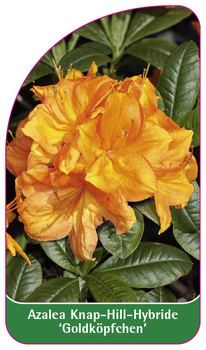 Azalea Knap-Hill-Hybride 'Goldköpfchen'