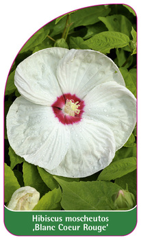 Hibiscus moscheutos ,Blanc Coeur Rouge'
