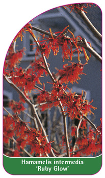 Hamamelis intermedia 'Ruby Glow'