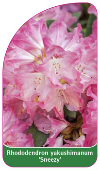 Rhododendron yakushimanum 'Sneezy'