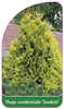 Thuja occidentalis 'Sunkist'