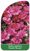 Azalea japonica 'Double Beauty'