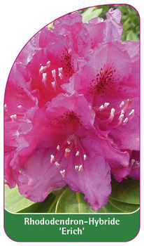 Rhododendron-Hybride 'Erich'