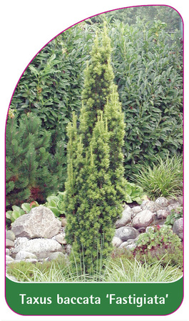 Taxus baccata 'Fastigiata'