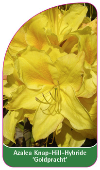 Azalea Knap-Hill-Hybride 'Goldpracht'