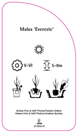 Malus 'Everest'