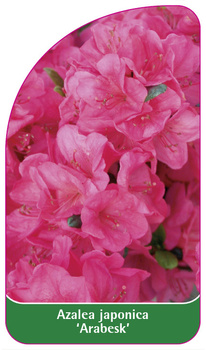 Azalea japonica 'Arabesk'