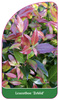 Leucothoe 'Zeblid'