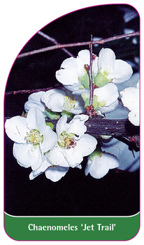 Chaenomeles 'Jet Trail'