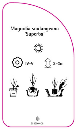 Magnolia soulangeana 'Superba'