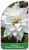 Clematis 'Duchess of Edinburgh'