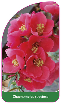 Chaenomeles speciosa