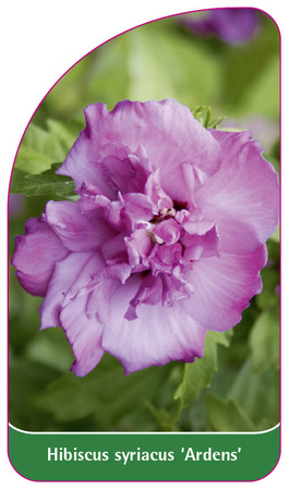Hibiscus syriacus 'Ardens'