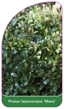 Prunus laurocerasus 'Mano'