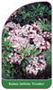 Kalmia latifolia 'Freckles'