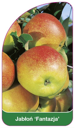 Jabloň 'Fantasia'