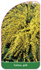 Cytisus, gelb