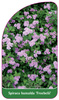 Spiraea bumalda 'Froebelii'