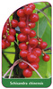 Schisandra chinensis