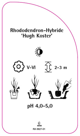 Rhododendron-Hybride 'Hugh Koster'