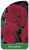 Park rose nr. 406