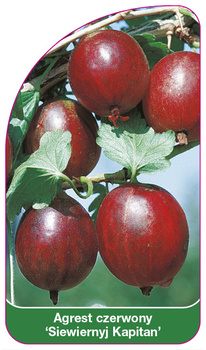 Červený angrešt 'Severnaya Kapitan'