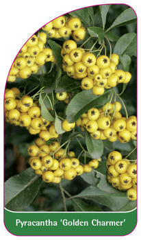 Pyracantha 'Golden Charmer'