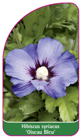 Hibiscus syriacus 'Oiseau Bleu'