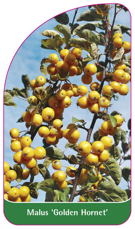 Malus 'Golden Hornet'