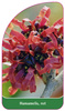 Hamamelis, rot