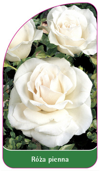 Róza pienna Nr. 46