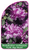 Rhododendron carolinianum 'P.J.M. Olga Mezitt'