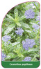 Ceanothus papillosus