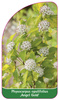 Physocarpus opulifolius ,Angel Gold'