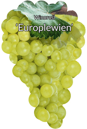 Winorośl Europlewien