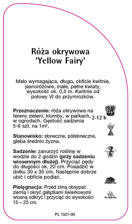 Půdopokryvná růže 'Yellow Fairy'