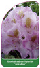 Rhododendron-Hybride 'Arkadius'