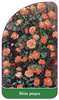 Urcarea trandafirului Nr. 315
